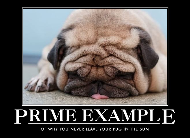 Never leave your pug in the sun!