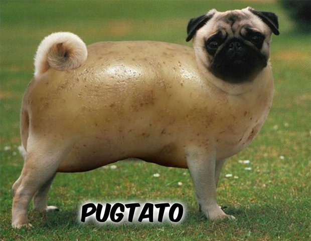 The Pugtato